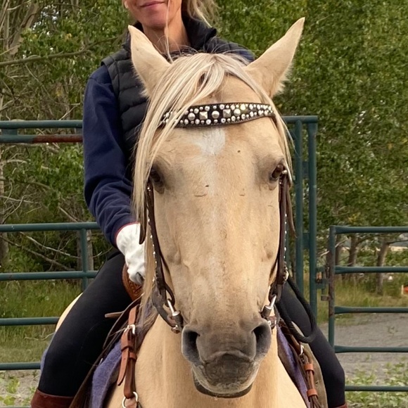 Puppies and pony not for sale - Picture 1 of 3